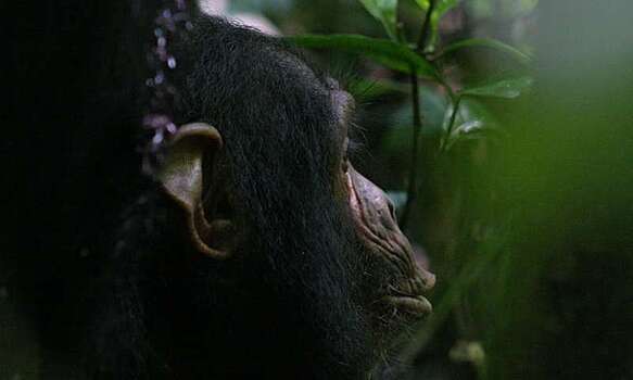 Шимпанзе предупреждают сородичей о змеях неподалеку