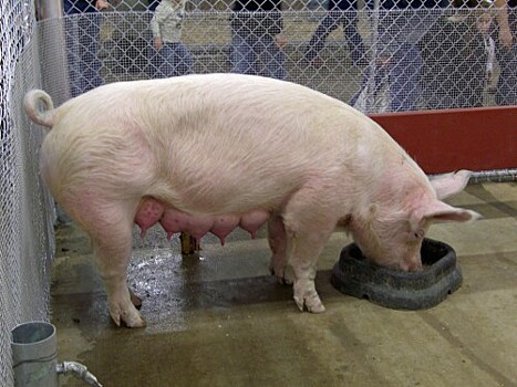 В Орловской области у свиней обнаружили аскаридоз