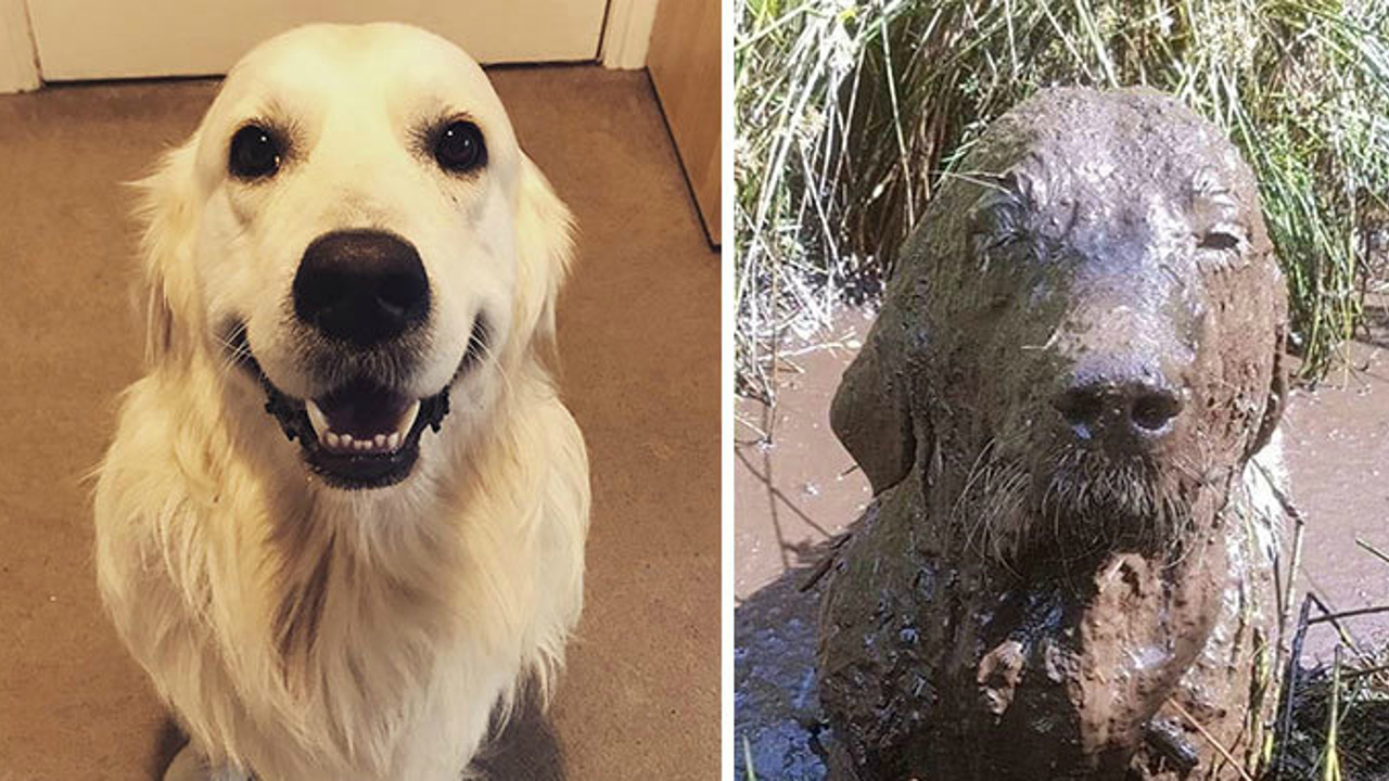 Таксу укусила пчела. Что происходит собаками после. Что происходит собаками после. Собаки спариваются. Что происходит собаками после.