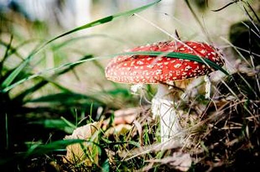 В Рязанской области два человека умерли, отравившись грибами