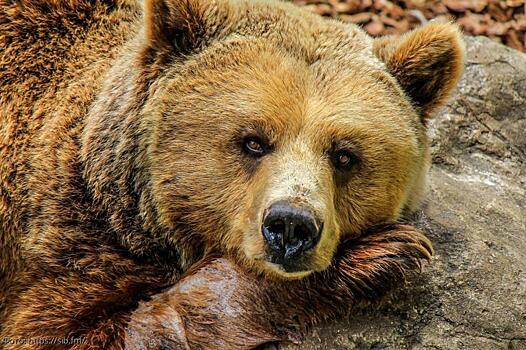 10 фактов о медведях, о которых нам не рассказывали