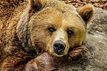 10 фактов о медведях, о которых нам не рассказывали