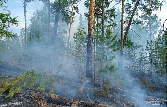 Свердловчане заплатили ₽2 млн за нарушение пожарной безопасности в лесах
