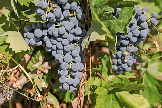 Волгоградцы узнали, почему болеет виноград
