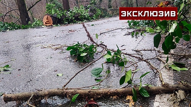 Очевидица показала место, где на человека упало дерево во время шторма в Сочи