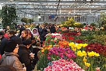 Около 10 тыс растений представят на выставке в «Аптекарском огороде» с субботы