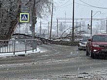 Дерево рухнуло прямо на дорогу в Сормовском районе Нижнего Новгорода