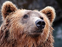 В Сибири медведь задрал сторожа