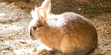 Ушастый гибрид: российские ученые первыми в мире вывели трехпородного кролика