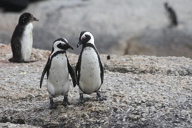 Пингвины в Японии отказываются есть дешевую рыбу