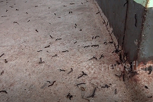 Тысячи гусениц вынудили женщину уйти из дома