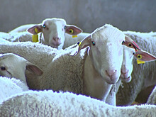 Мраморная баранина: французскую породу овец Бланш начали выращивать в Армении