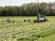 Эксперты предсказали России снижение урожая-2022