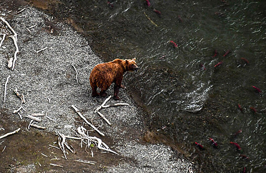 На Камчатке нашествие косолапых