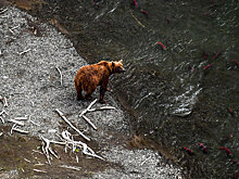 На Камчатке нашествие косолапых