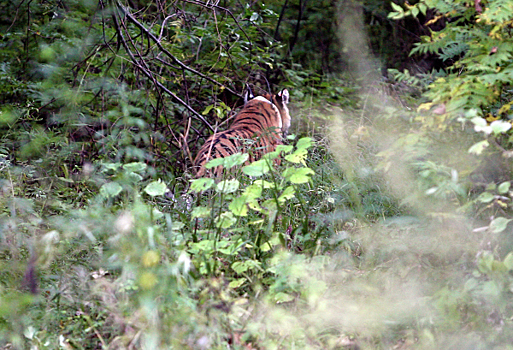 Ударит по людям и тиграм: Чем опасна добыча золота у заповедников Приморья