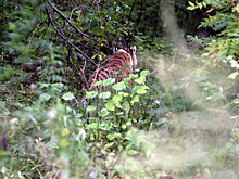 Ударит по людям и тиграм: Чем опасна добыча золота у заповедников Приморья
