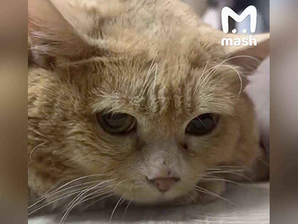 Похудевшего кота Крошика экстренно госпитализировали