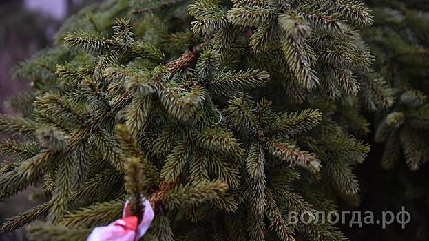 Вологодские ели отправились в Курскую область
