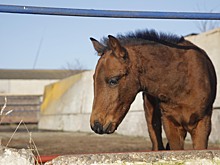 Полицейская лошадь пострадала при разгоне протестов в немецком Гиссене