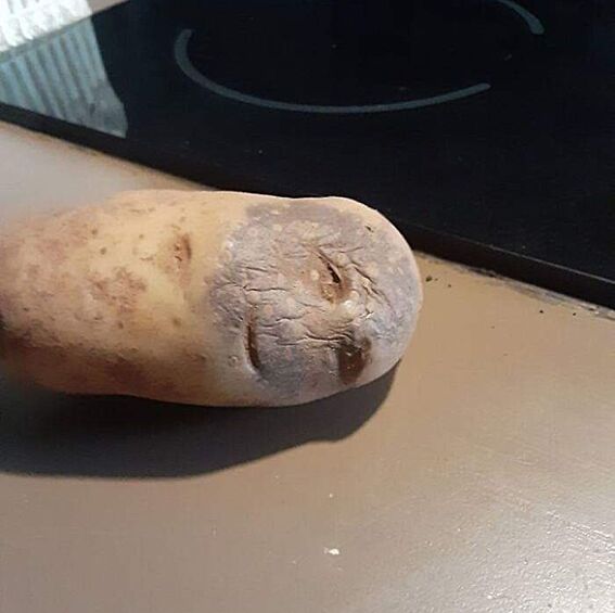 Просто уставший клубень картофеля.