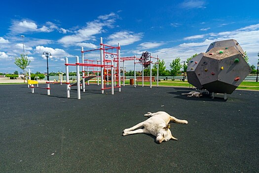 Массовый отлов бездомных собак начнётся в Краснодаре с 20 октября