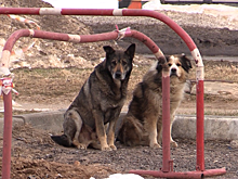 В Дубне начался отлов безнадзорных животных