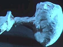 Беременный инопланетянин? - Ученые обнаружили в одном из «пришельцев Наска» три яйца