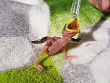 Московские прохожие спасли неопознанного птенца, и теперь он обрёл новый дом в Краснодаре