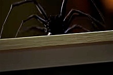 Вышел трейлер жуткого хоррора про гигантского паука-людоеда "Укус"