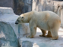 Почему блогеры советуют никогда не ходить в пекинский зоопарк