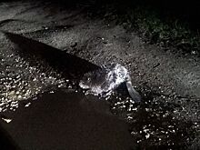 Бобры угрожают безопасности жителей старинного костромского города