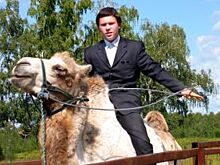 Пять детей и семь верблюдов. Семья с Урала разводит экзотичных животных