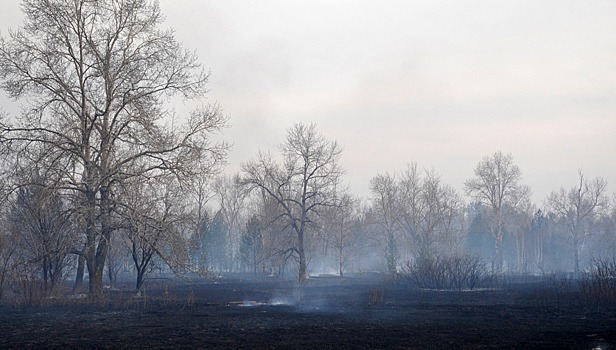 Авиалесоохрана: более 60% лесных пожаров на Дальнем Востоке начались не в лесах