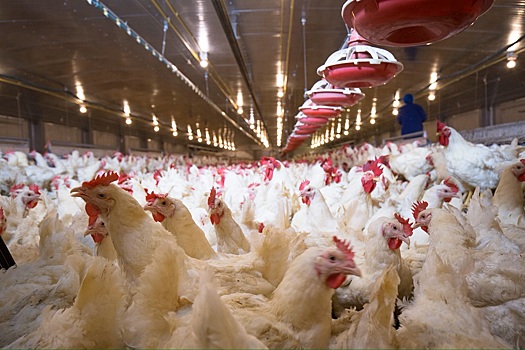 В Нидерландах зарегистрирована одна из крупнейших вспышек гриппа птиц