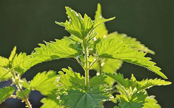 Кладезь витаминов: как вырастить крапиву на дачном участке