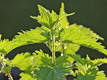 Кладезь витаминов: как вырастить крапиву на дачном участке