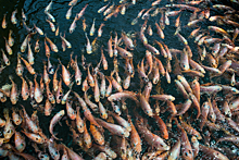 В Астрахани рыбаку угрожали из-за улова сазана
