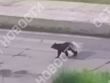 Бегающего по дворам медведя заметили в Усть-Илимске