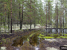 Природнадзор ХМАО уличил дочку «ЛУКОЙЛа» в загрязнении лесов