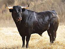 В селе под Курском бык насмерть забодал женщину