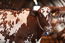 «Дамате» нарастила производство молока благодаря геномному типированию