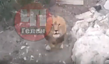 Разъярённый лев в прыжке напал на посетителя сафари – парка в Геленджике