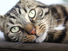 Выявлена неожиданная опасность домашних кошек