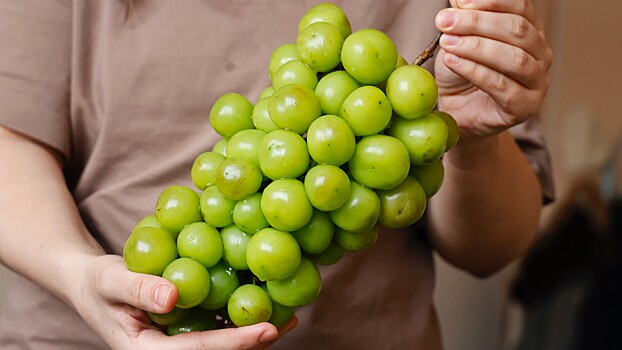 Что нужно знать о сорте винограда «шайн мускат»