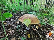 Изотова: Расходы на охрану лесов от пожаров выросли в 1,4 раза