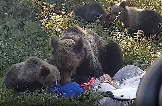 Драматичное противостояние медвежьего семейства с туристами за еду попало на видео в румынском лесу