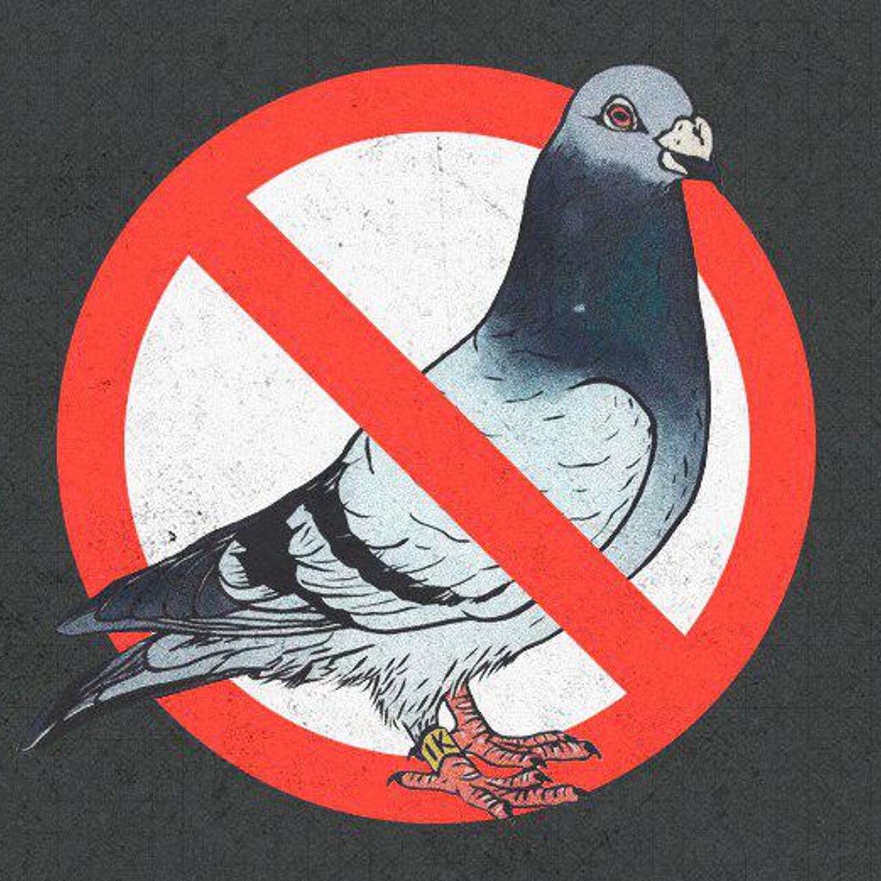 Голубь кушает. Птица на руке. Трогать голубей. Голубь клюет. Кормить голубей.