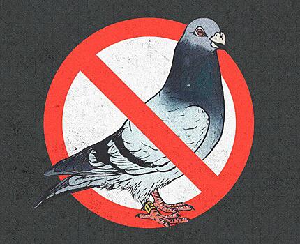 Ненависть по понедельникам: голуби — мерзкие твари!