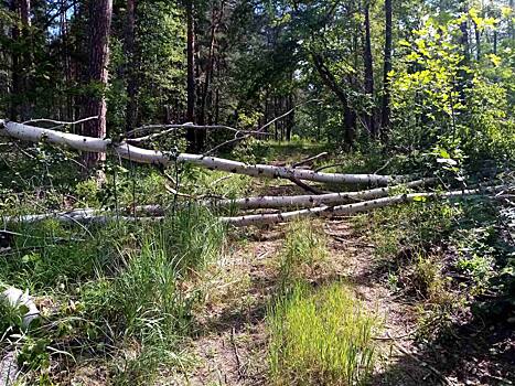 Лесничие Бузулукского бора устраняют последствия прошедшего шторма